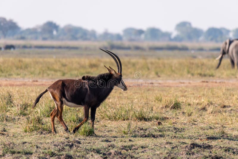 Sable antelope at the wetlands at the chobe river in Botswana in africa. Sable antelope at the wetlands at the chobe river in Botswana in africa