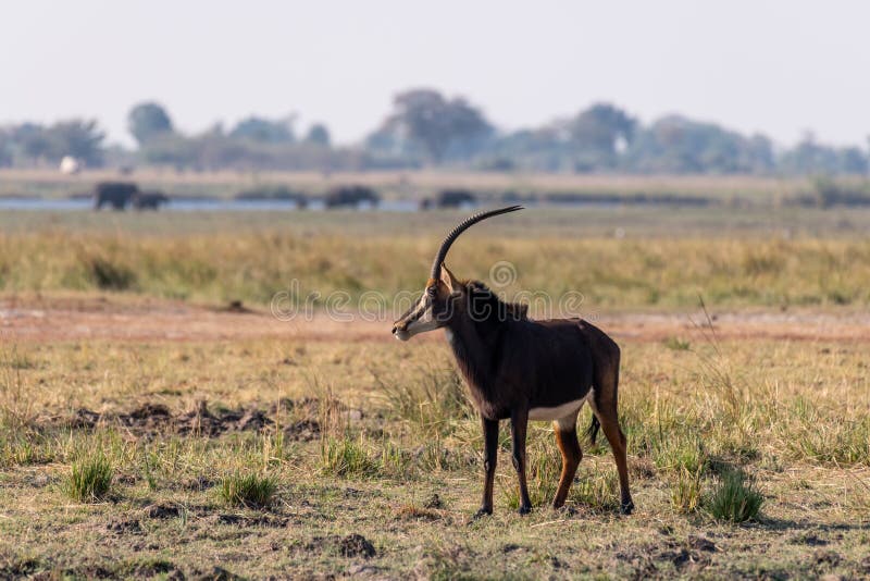 Sable antelope at the wetlands at the chobe river in Botswana in africa. Sable antelope at the wetlands at the chobe river in Botswana in africa