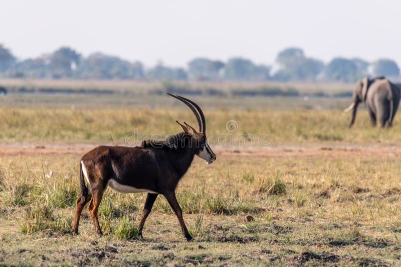 Sable antelope at the wetlands at the chobe river in Botswana in africa. Sable antelope at the wetlands at the chobe river in Botswana in africa