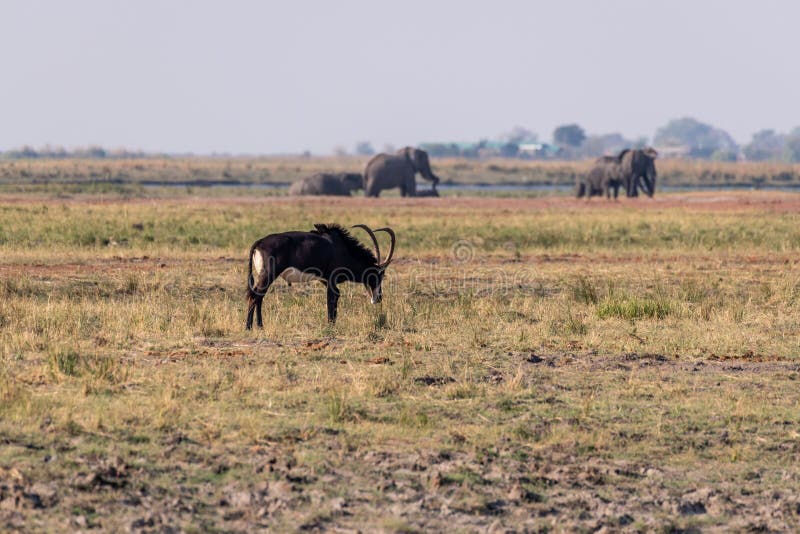 Sable antelope at the wetlands at the chobe river in Botswana in africa. Sable antelope at the wetlands at the chobe river in Botswana in africa