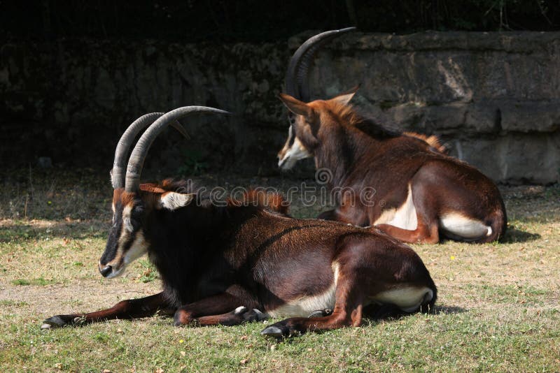 Sobolowa antylopa także znać jako czarna stawka, (Hippotragus Niger) obrazy stock Sobolowa antylopa także znać jako czarna stawka, (Hippotragus Niger) obrazy stock