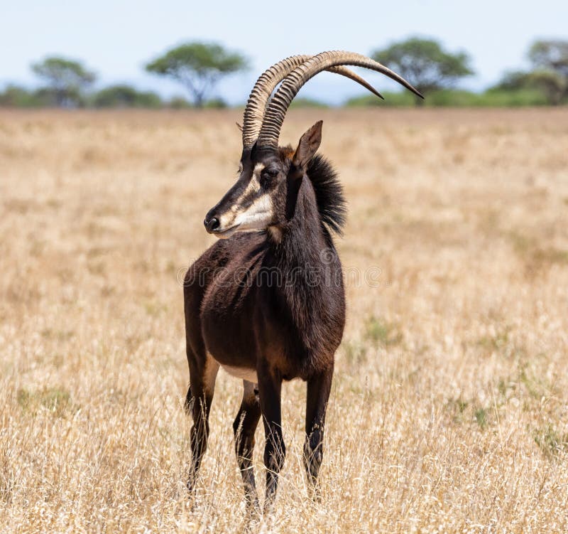 A Sable antelope bull standing in Southern African savanna. A Sable antelope bull standing in Southern African savanna