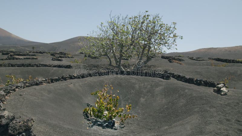 Sobrevolando los viñedos de la geria lanzarote