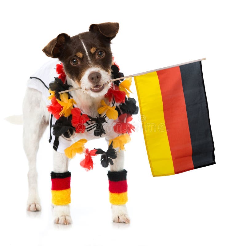 World Cup German Dog Stock Photos Free & RoyaltyFree Stock Photos