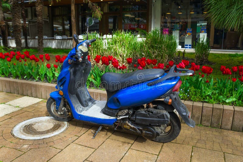 SOCHI,RUSSIA, 18 APRIL 2019 - vintage blue motor scooter parked in park against red tulips stock images SOCHI,RUSSIA, 18 APRIL 2019 - vintage blue motor scooter parked in park against red tulips stock images