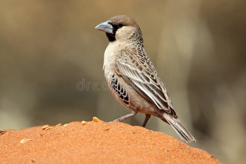 Sociable weaver - builder of the world's larges nest, Kgalagadi Tranfrontier Park, Kalahari desert, South Africa. Sociable weaver - builder of the world's larges nest, Kgalagadi Tranfrontier Park, Kalahari desert, South Africa