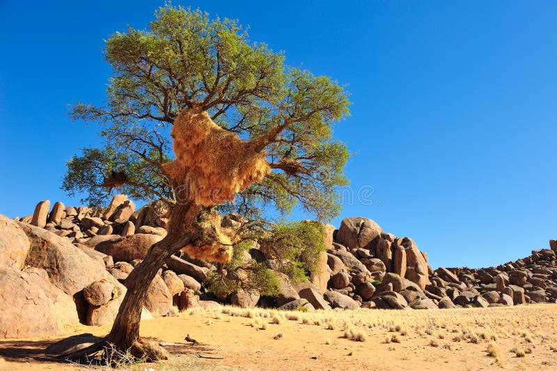 Social Weaver nest on a tree (Namibia)