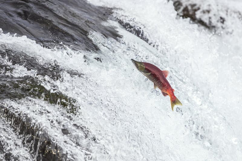 1,360 Salmon Jumping Photos - Free & Royalty-Free Stock Photos from ...