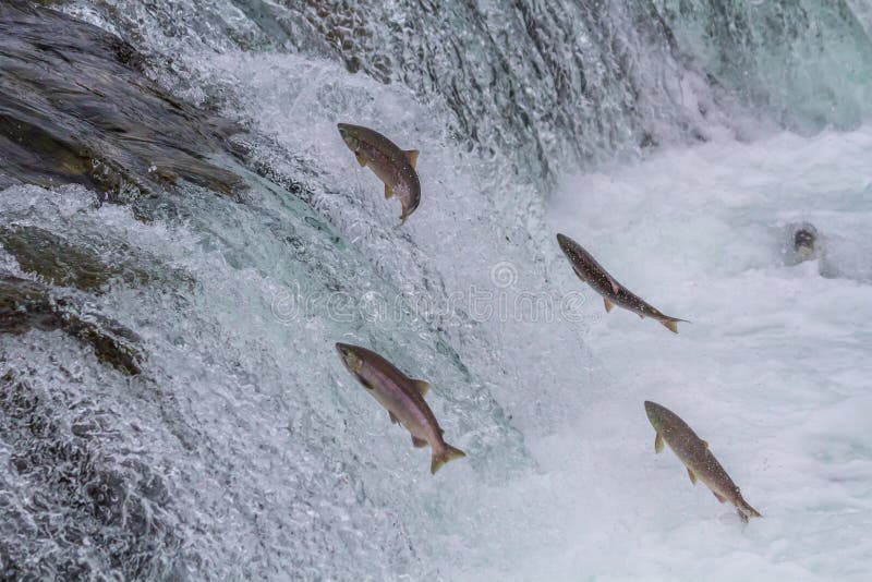 Sockeye Salmon Jumping Up Falls