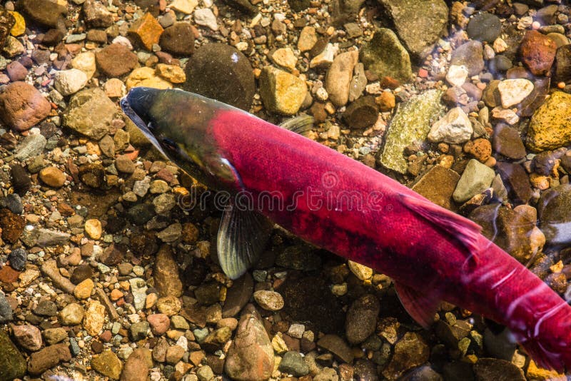 112 Salmon Spawning Eggs Stock Photos - Free & Royalty-Free Stock Photos  from Dreamstime
