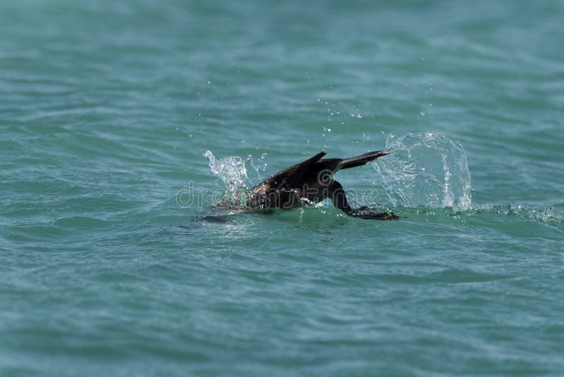 Cormorant is Diving in Choppy Water. Shallow Depth of Field Stock Photo