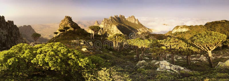 Socotra island