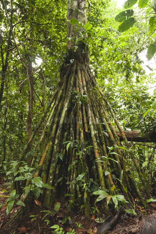 Socratea Exorrhiza Or Walking Palm Amazon Rainforest Peru Stock Image socratea-exorrhiza-or-walking-palm-amazon-rainforest-peru-stock-image