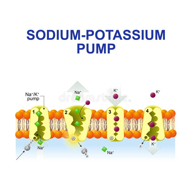Sodium-potassium pump royalty free illustration