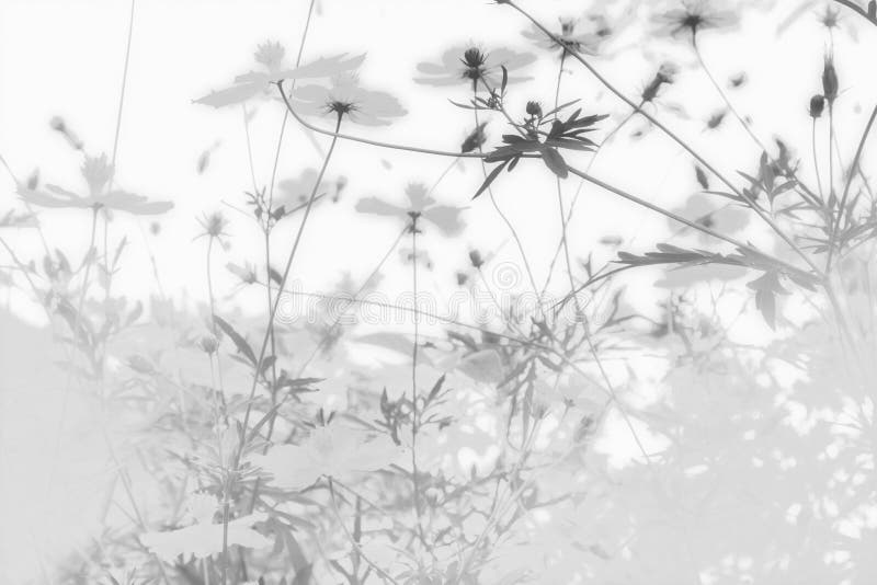 Soft blue abstract background, refreshing summer with of cosmos flowers in the garden. Black and white.