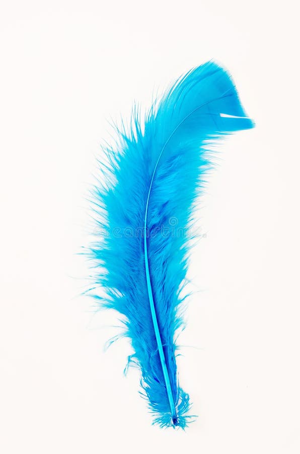 Soft blue feather. stock photo. Image of concept, isolated 104607706