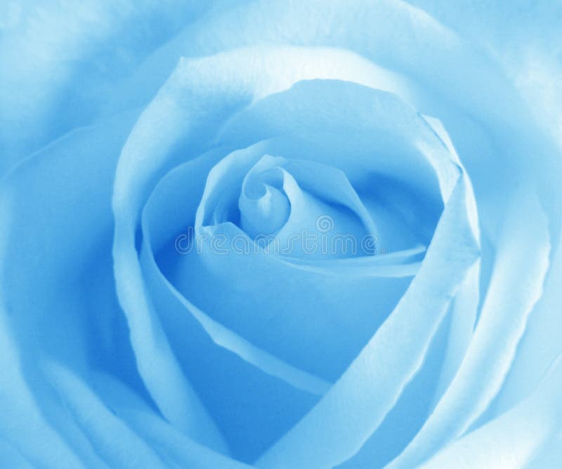 178,543 Blue Rose Stock Photos - Free & Royalty-Free Stock Photos from Dreamstime 178,543 Blue Rose Stock Photos - Free & Royalty-Free Stock Photos from Dreamstime