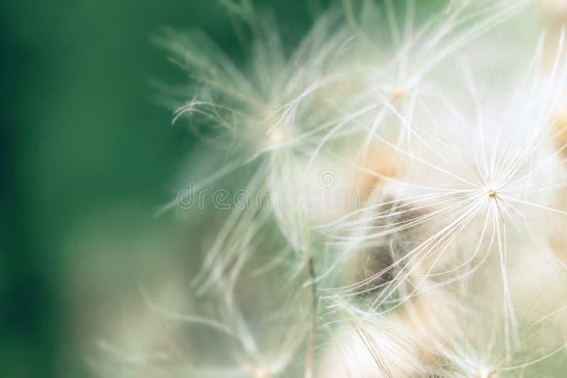 Soft and bright spring flower background with copyspace, macro and abstract