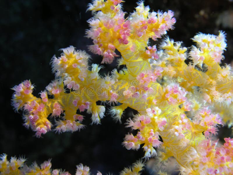 Soft coral