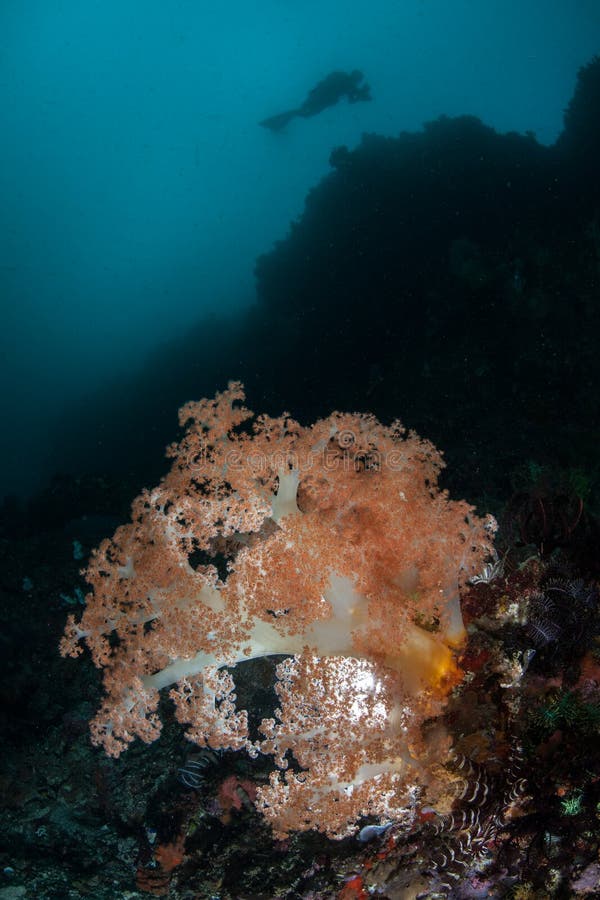 Coral of deep sea stock image. Image of coral, life, plant - 10499035