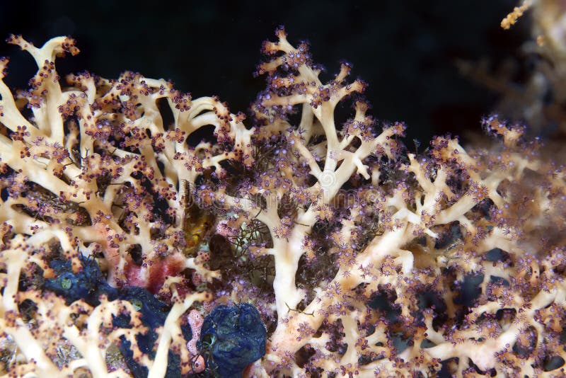 Soft coral detail in de Red Sea.