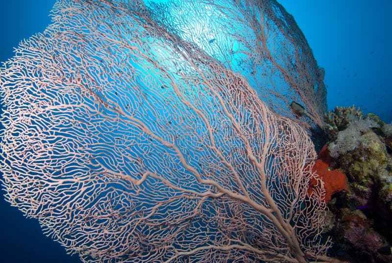 Soft Coral sea fan