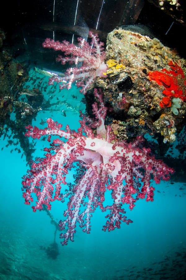 Soft Corals Grow Below Floating Dock in Raja Ampat Stock Photo - Image ...