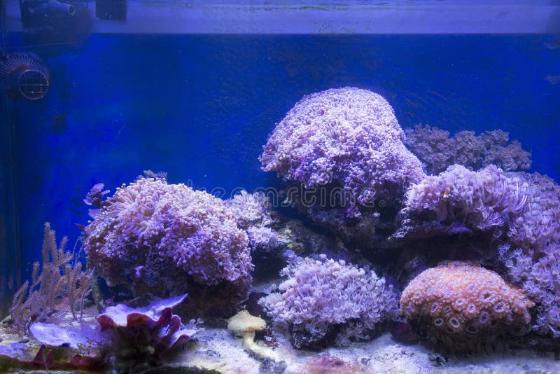 A Soft Corals Sea Aquarium Tank Stock Photo Image of life, underwater