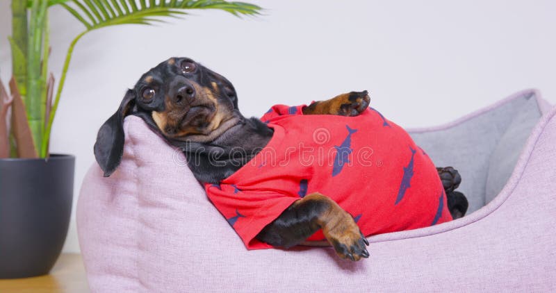 In a soft and cozy nest, a plump dachshund contentedly. After a healthy, delicious lunch, this happy pet embodies the