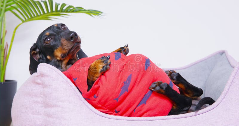 Plump dachshund lounges contentedly, observing its surroundings before rising slowly.