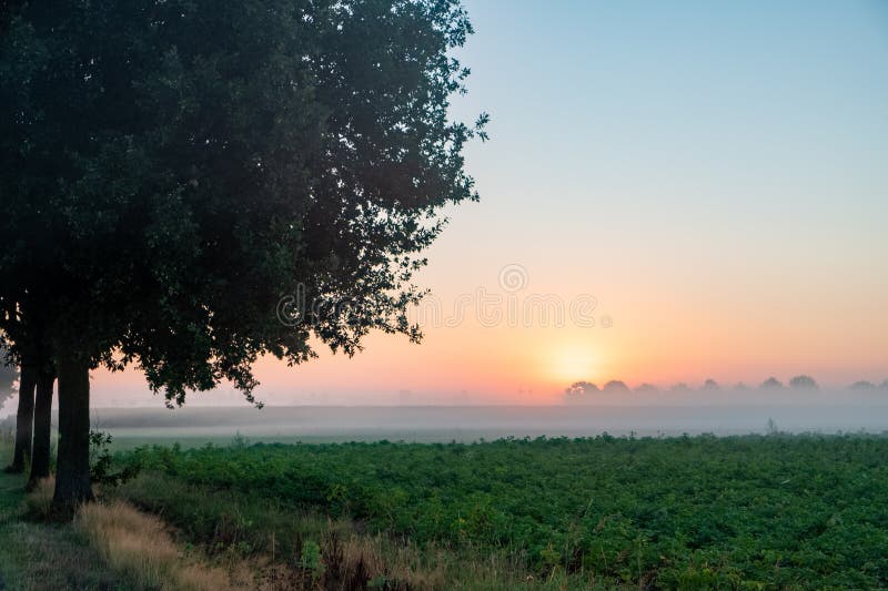 Soft Dawn Light Filtering through Trees in Misty Field royalty free stock images