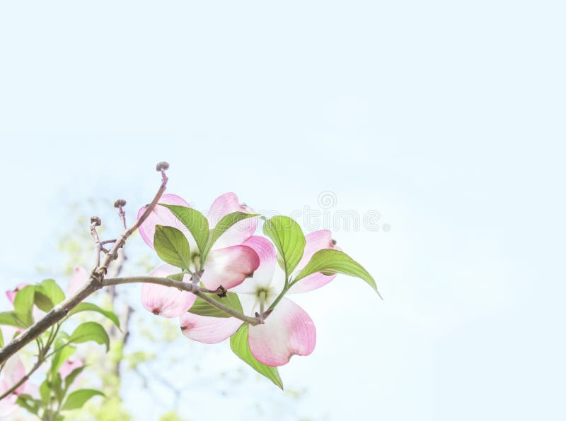 Soft and delicate dogwood blossoms on branch background with room for copy