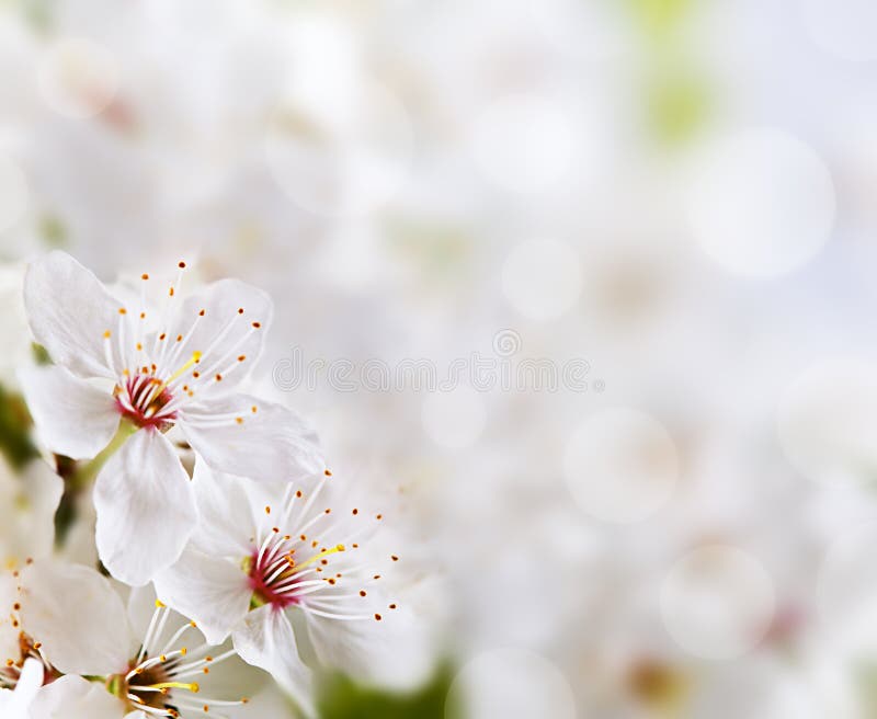 Soft floral background stock photo. Image of beam, bokeh - 19175140