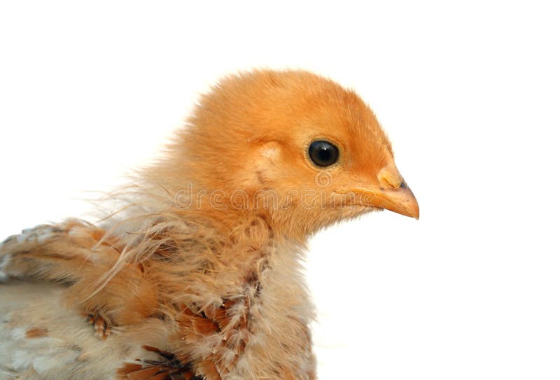 Soft and fluffy chick - detail