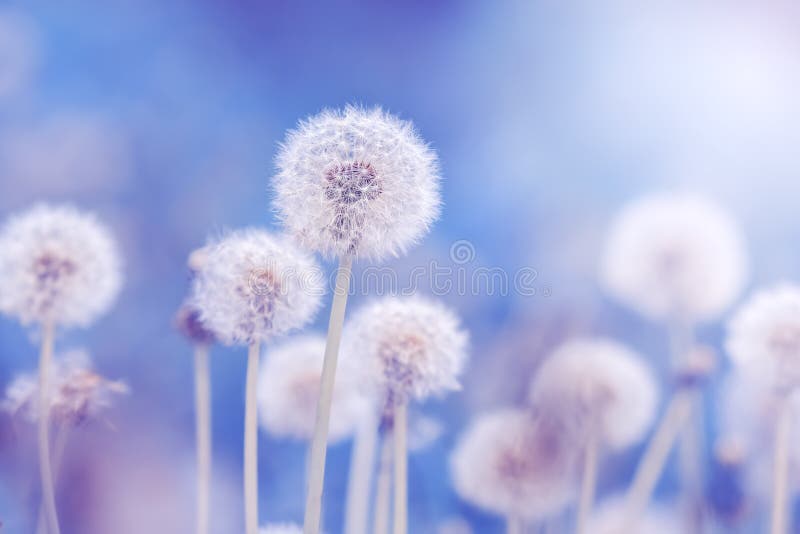 Soft fluffy dandelions in the sunlight on a blue toned background. Beautiful spring nature. Selective focus stock photo