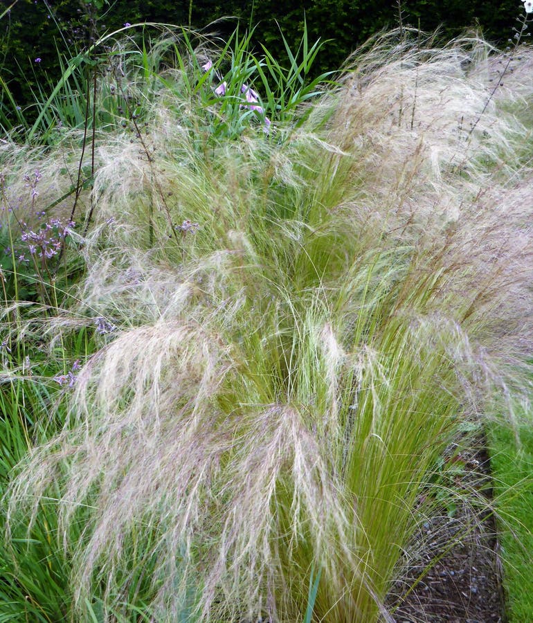 Soft fluffy grasses Stipa tenuissima also known as Mexican feather grasses