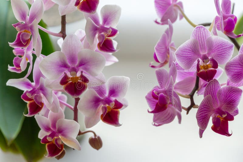 warm. Versand Taiwan Duft Orchidee Phalaenopsis Brother Ambo Passion 'Hsia #49'