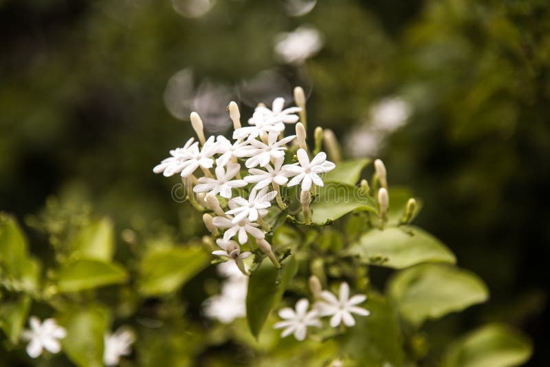 The Soft Focus the Beautiful of Scented Star Jasmine. Stock Photo Image of angel, botanical