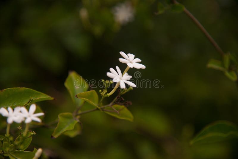 The Soft Focus the Beautiful of Scented Star Jasmine. Stock Image Image of perfume, tree 96618531