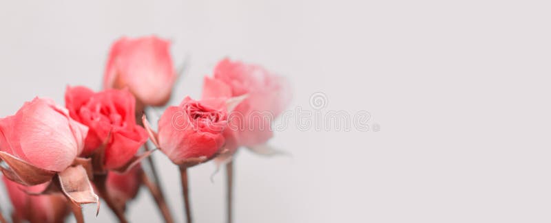Soft focus blur rose flower bouquet. Fog smoke nature horizontal copy space background