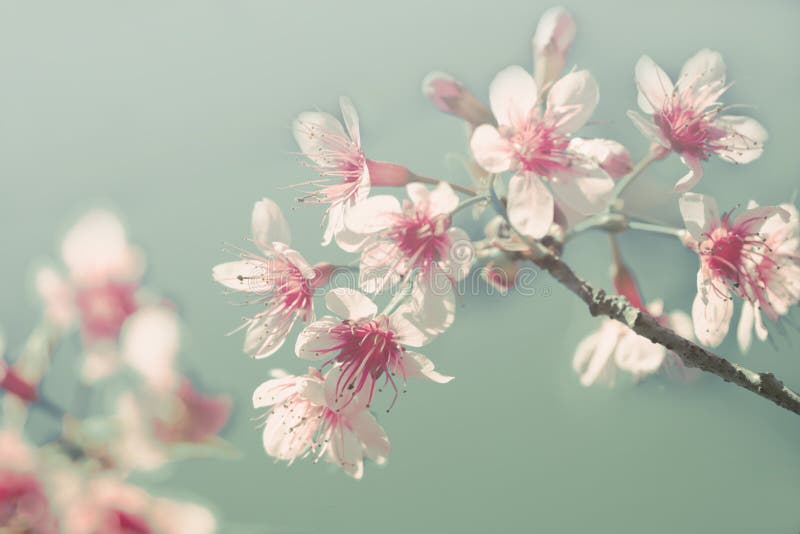 Soft focus Cherry Blossom or Sakura flower on nature background.