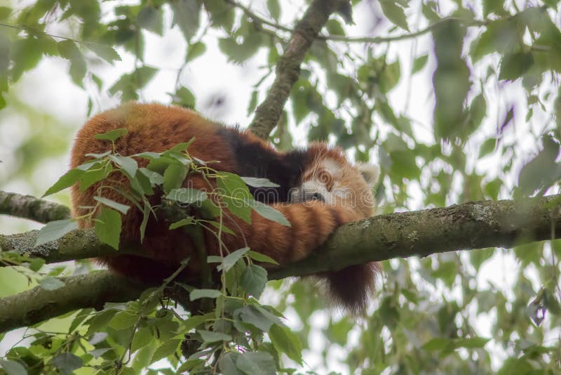 Soft focus cosy image of a wild red panda sleeping in a tree