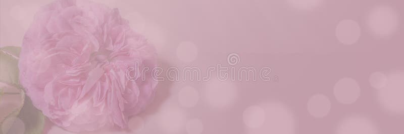 Featured image of post Soft Aesthetic Header - See more ideas about aesthetic, aesthetic colors, aesthetic pictures.