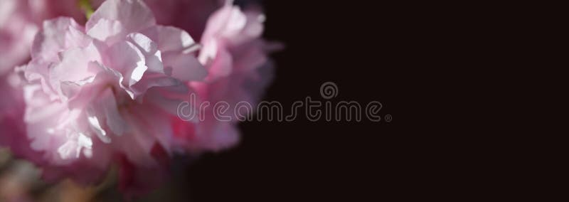 Soft focus Flower spring bouquet on black blur background. Pink color royalty free stock images