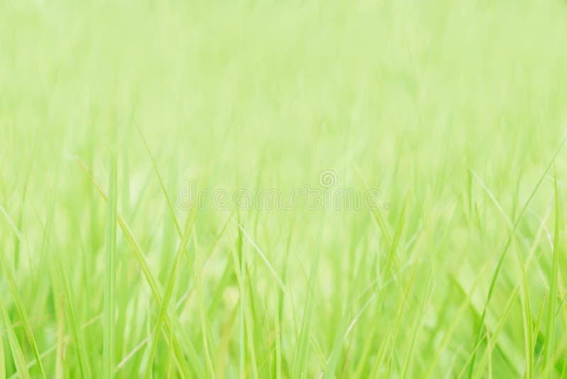 Soft Focus Green Grass Spring Nature Wallpaper Background Stock Image -  Image of freshness, light: 114855647