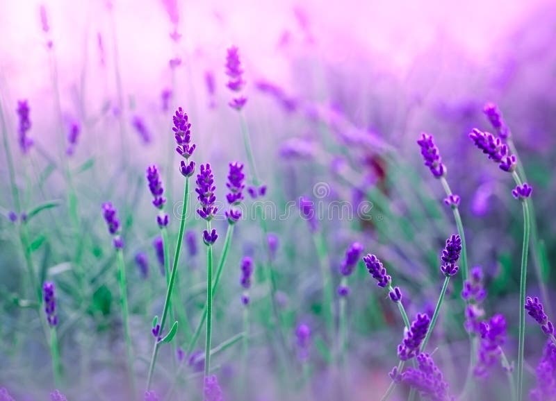 Soft focus on lavander