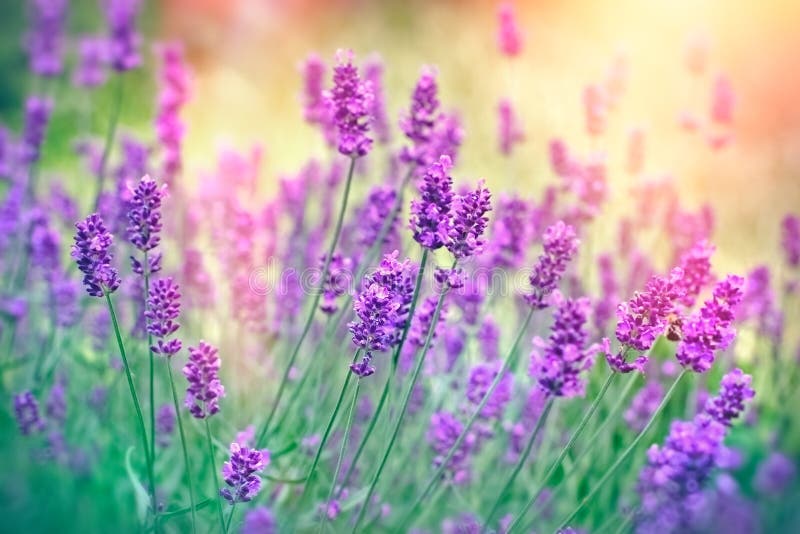 Soft Focus on Lavender Flower Stock Image Image of close, petals