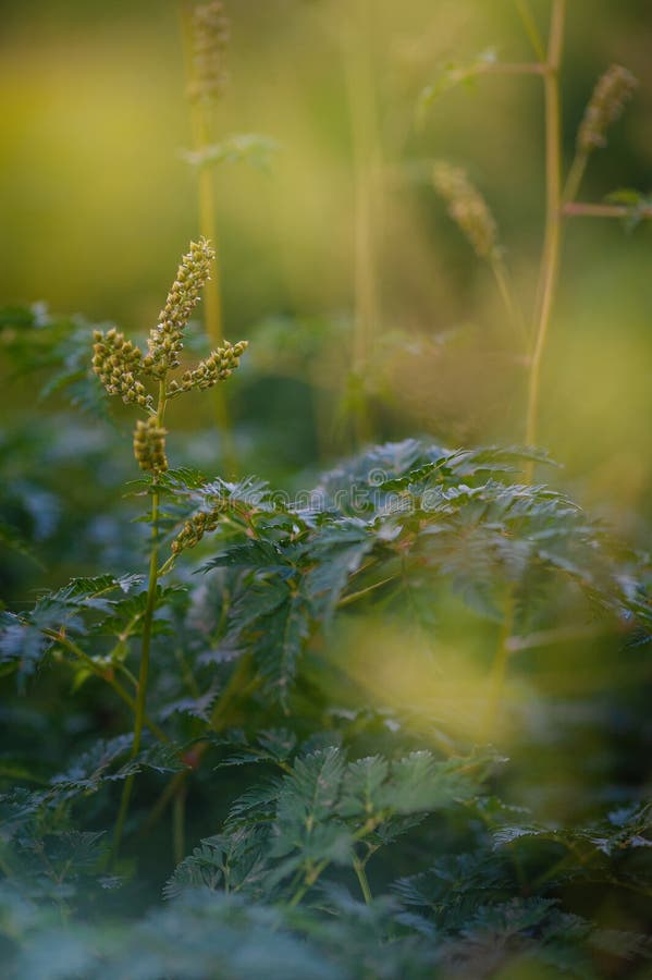 Soft-focus macro shot of wild green plants with delicate leaves and buds stock photos
