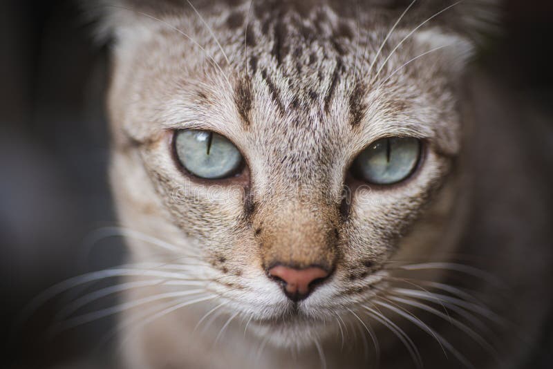 Soft Focus Portrait of Tabby .grey Cat Kitten Striped Adorable Looking  Something Looks Fierce Close Up Animal is Eyes Stock Photo - Image of  fluffy, beautiful: 189455298