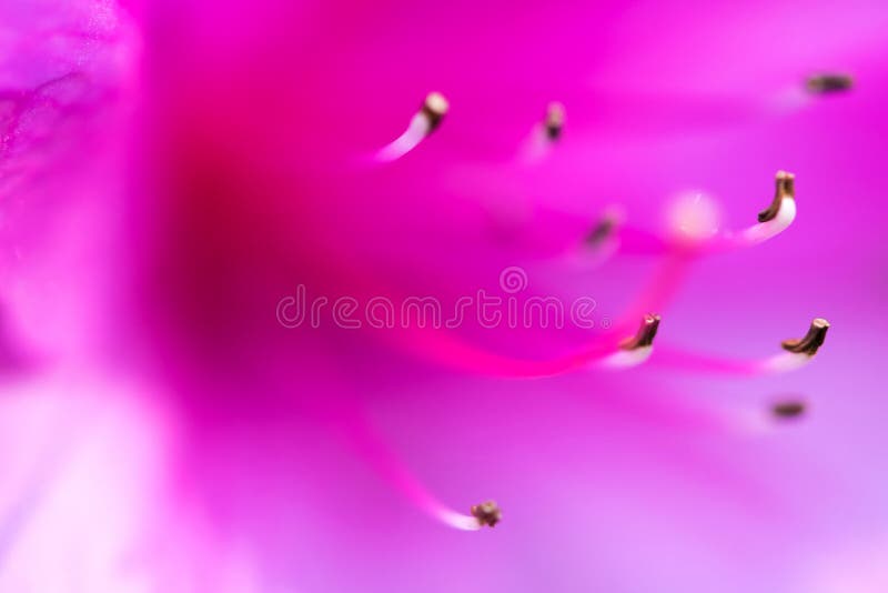 Soft focus Purple flowers with pollen background.